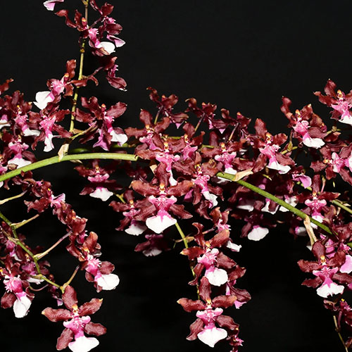 Oncidium Sharry Baby Oncidium Sharry Baby